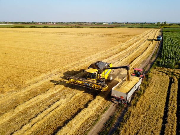 combine harvester pouring tractor-trailer with grain during harvesting - Photo, Image