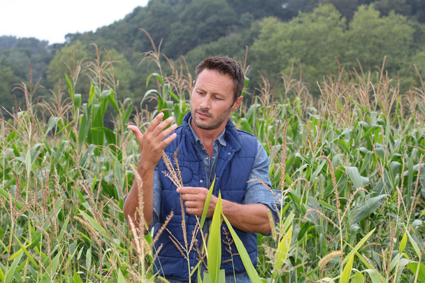 Agronomist analysing cereals in corn field - Fotoğraf, Görsel
