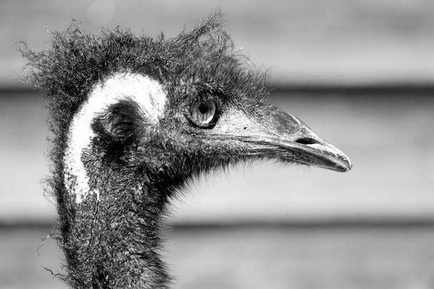 в парке Австралии бесплатная птица эму и фон
 - Фото, изображение