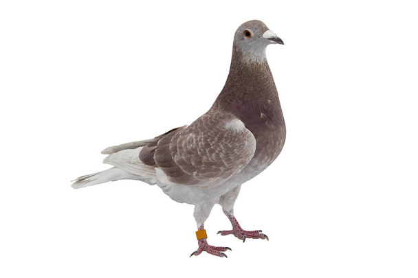 close up of speed racing pigeon bird isolate white background - Fotó, kép