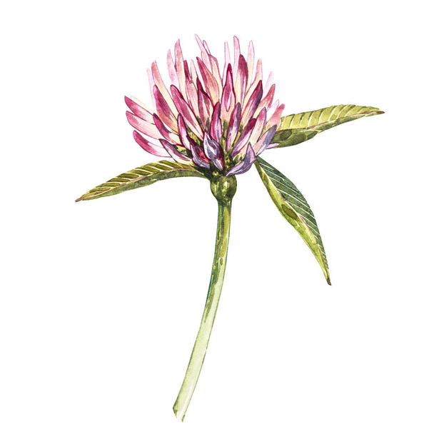 Flower of red clover with leaves. Watercolor botanical illustration isolated on white background. Happy Saint Patricks Day. - 写真・画像