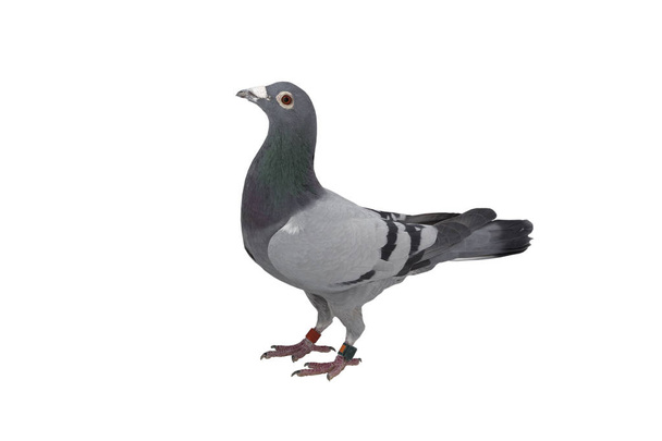 primo piano di velocità corsa piccione uccello isolato sfondo bianco
 - Foto, immagini