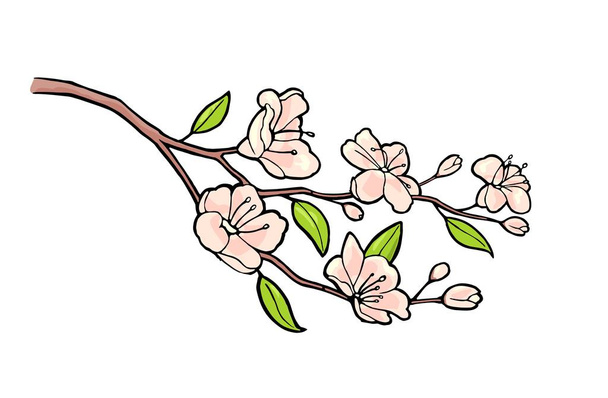 Sakura blossom. Cherry branch with flowers and bud. Petals falling. - Vector, imagen