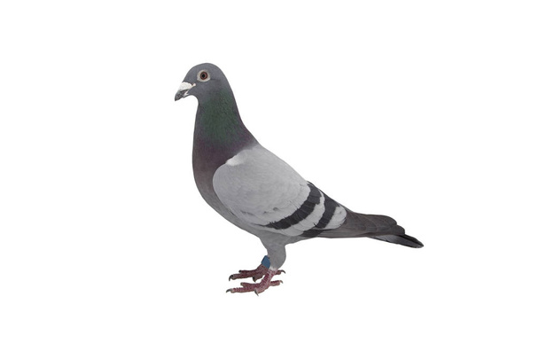 bliska prędkości racing pigeon ptak izolat białe tło - Zdjęcie, obraz