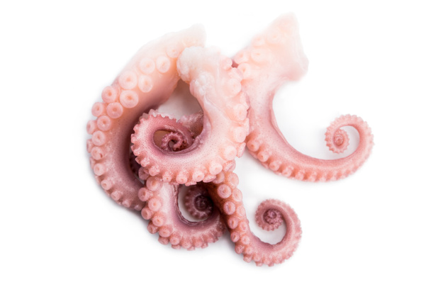 tentacles of octopus isolated on white background - Φωτογραφία, εικόνα