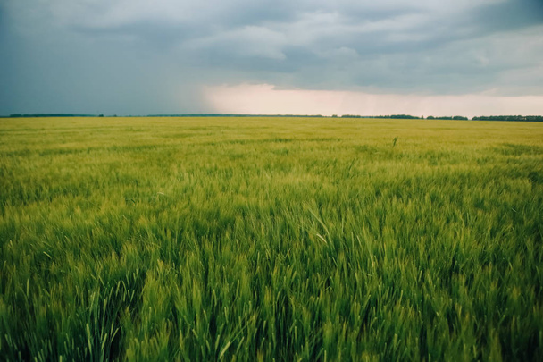 spring wheat green field horizon sky - Fotoğraf, Görsel