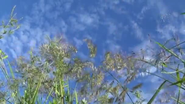 Imágenes de hierba verde macro sol brilla a través de las hojas hermoso fondo del verano. Cámara estática de cierre de vídeo
. - Metraje, vídeo