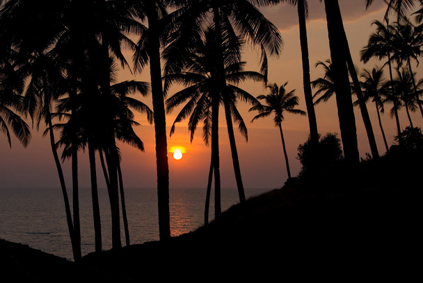 Palm trees on a sunset - Foto, immagini