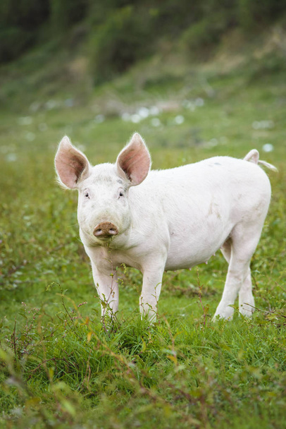 Свиня грає в трав'янистому полі
 - Фото, зображення