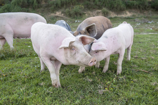 Porcos brincando no campo
 - Foto, Imagem