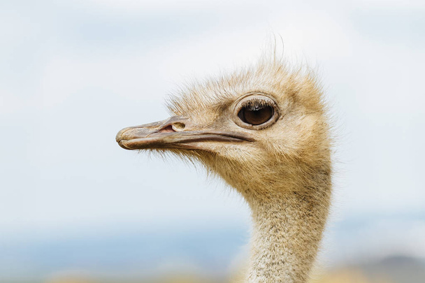 Cabeza de avestruz, como un humano desaliñado
 - Foto, imagen