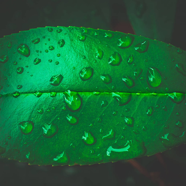 Detail na kapky vody na zelený list. - Fotografie, Obrázek