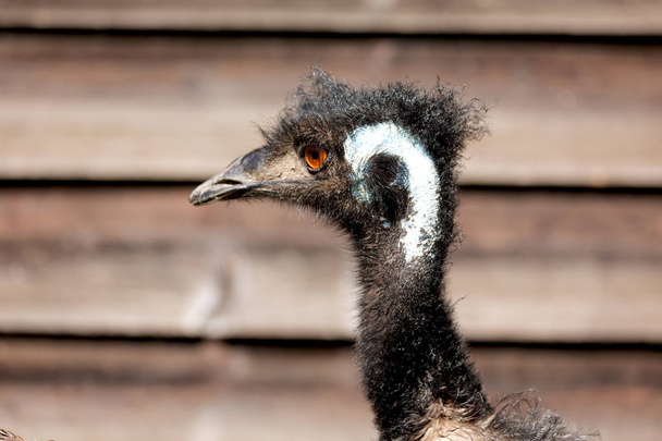 en el parque de australia el ave del emú libre
  - Foto, imagen
