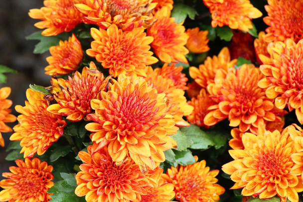 Flor de crisantemos es hermosa en el jardín
 - Foto, Imagen