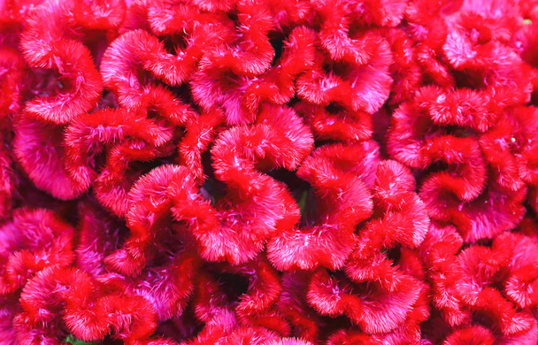 Macro close up textura de belos cockscomb rosa brilhante
. - Foto, Imagem