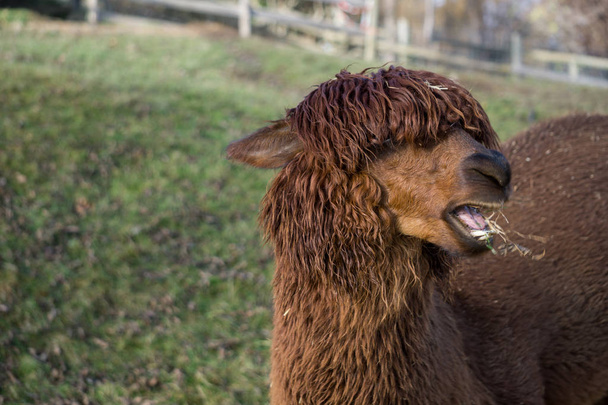 Lama marrom com corte de cabelo engraçado mastigar grama
 - Foto, Imagem