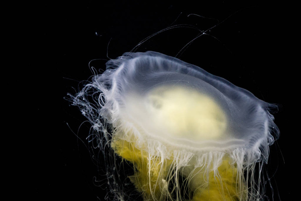 Aslan yelesi denizanası akvaryum içinde - Fotoğraf, Görsel