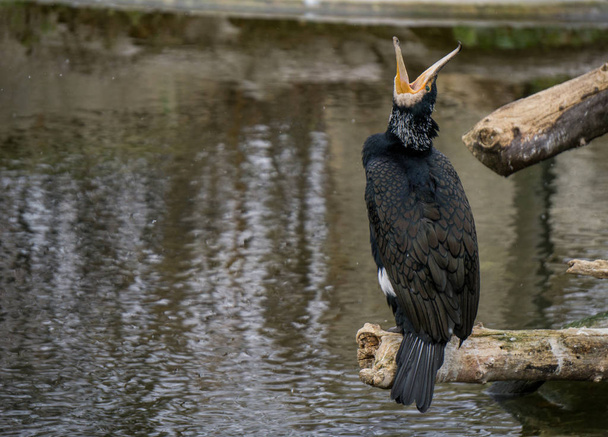 Black cormorant with beak wide open while resting on a branch - Photo, Image