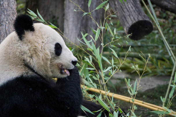 Panda s sousto z bambusové větve - Fotografie, Obrázek
