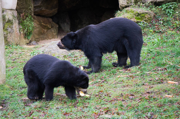 Годування ведмедів на фруктах в зоопарку
 - Фото, зображення