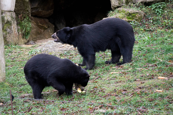 Pápaszemes medve táplálkozó gyümölcsök az állatkertben - Fotó, kép
