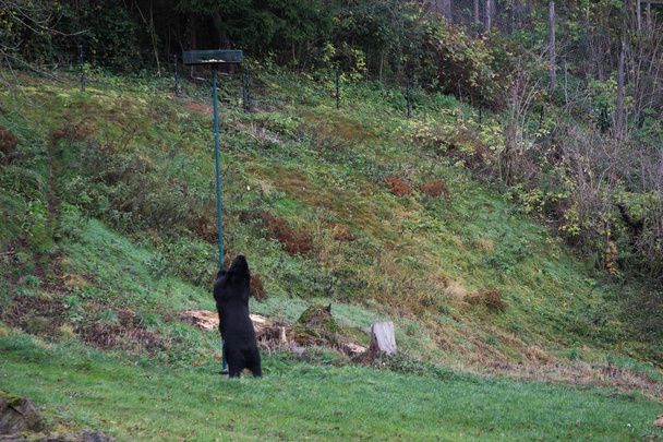 Очковый медведь трясет шестом, чтобы получить яблоки
 - Фото, изображение