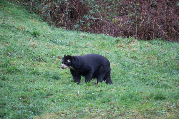 Розкішний ведмідь дивується на зеленому схилі
 - Фото, зображення