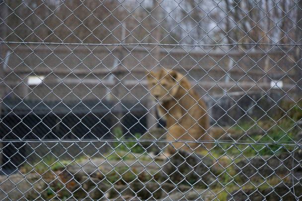 Enclosure fence in the foreground with out of focus lion staring back at the camera in the background - Foto, imagen