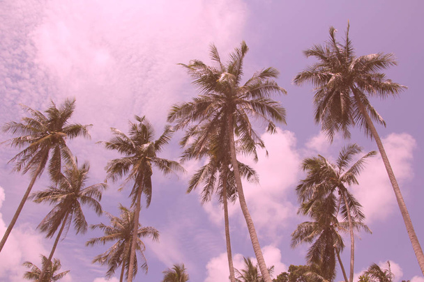 palmiye ağaçları tropik vardır. palmiye koru. güneşli gün. - Fotoğraf, Görsel