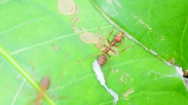 Viele rote Ameisen erkunden an einem windigen Tag Mangoblätter. Kein Ton. - Filmmaterial, Video
