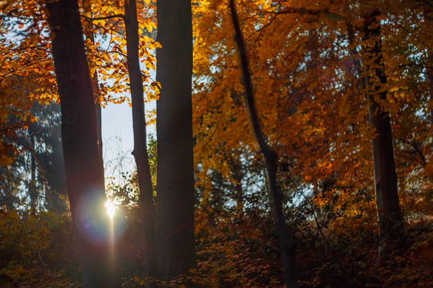Sunbeams shine through the autumnal, yellow foliage of the trees - Фото, изображение