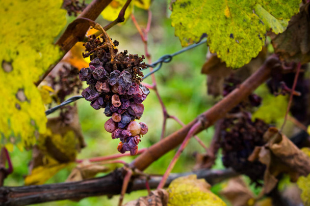 Detail of icewine grapes in a vineyard during autumn - Foto, Imagem