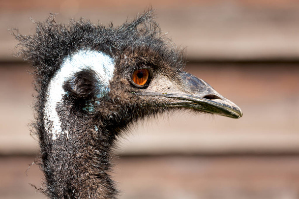 közelről ausztrál emu madár elmosódott háttér portréja - Fotó, kép