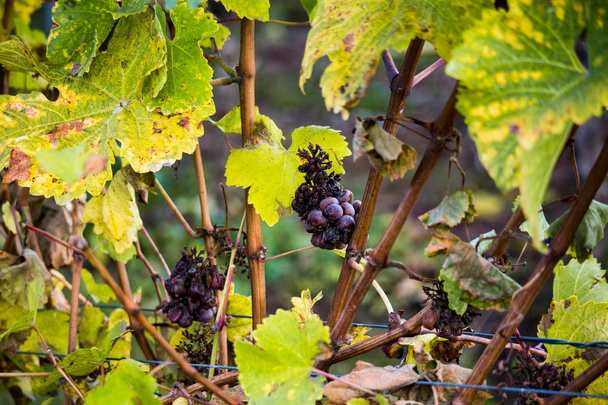 Detail of icewine grapes in a vineyard during autumn - Photo, image