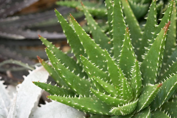 Aloe vera veya yıldız kaktüs (Aloe barbadensis Mill) jöle Aloe Vera yaprakları pek çok kimyasal madde içerir. Aloe vera veya mukus aloe vera yanıkları, sıcak su, kronik yaralar ve ülser davranır. Aloe vera - Fotoğraf, Görsel