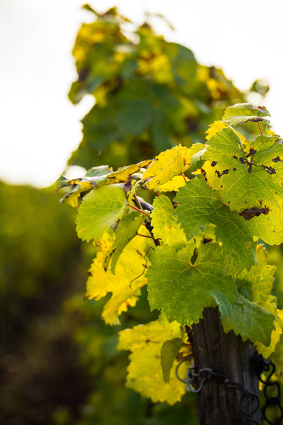 Romatic yellow vineyards during autumn in Rheinhessen - Fotoğraf, Görsel