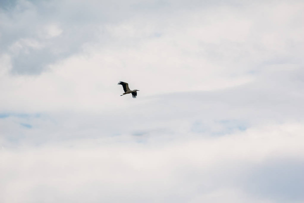野生のコウノトリが空を飛ぶ - 写真・画像