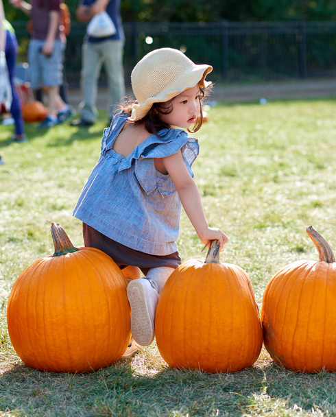 Baby girl picks pumpkin in the farm - 写真・画像