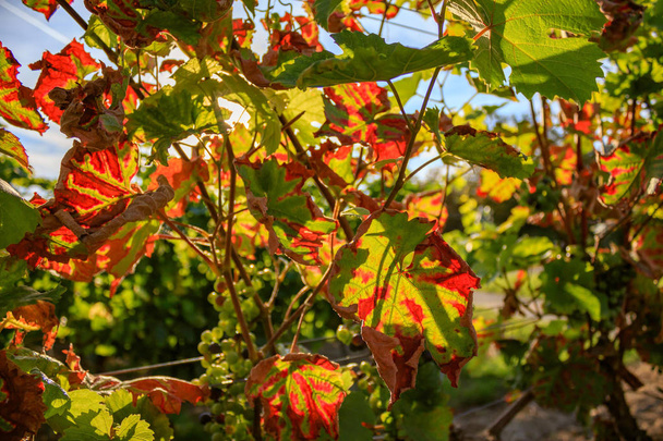 Детальные снимки осенних листьев виноградной лозы в солнечном свете
 - Фото, изображение