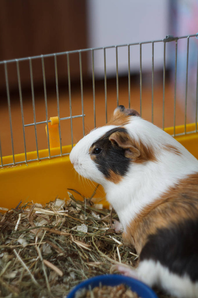 Cute Guinea Pig sitting in the cage. - Фото, зображення