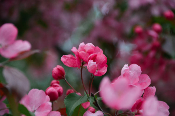 Elegancy of tender bright pink apple flowers in spring blooming garden - Valokuva, kuva