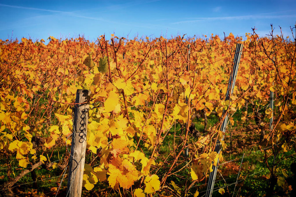 Autumnal vineyard with yellow leaves in Nierstein  - Фото, изображение