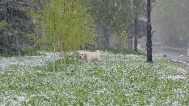 Ο σκύλος βόλτες μέσα από το πάρκο άνοιξη στο οποίο χιονίζει. - Πλάνα, βίντεο