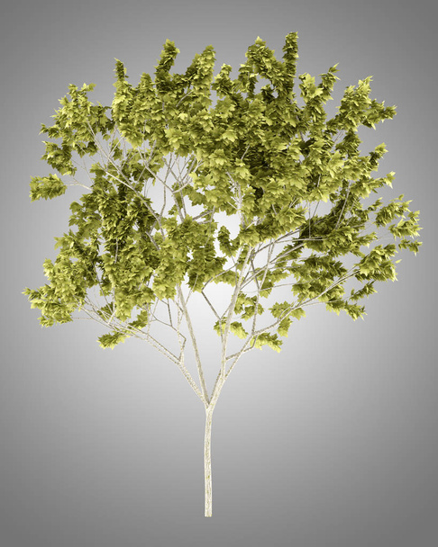 norway maple tree isolated on gray background. 3d illustration - Photo, Image