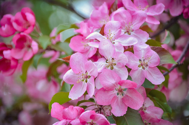 Blossoming of apple tree in spring garden - Foto, imagen