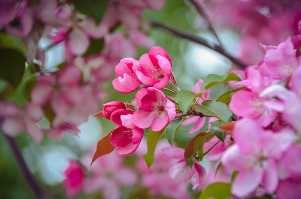 Cherry branch with bright pink flowers in spring garden - Photo, Image
