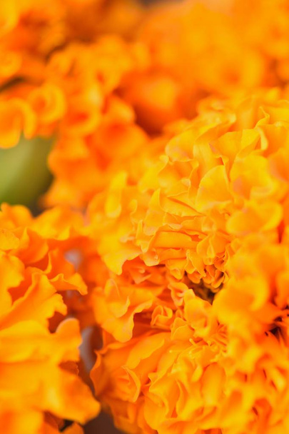 primer plano de flores de caléndula naranja
 - Foto, Imagen