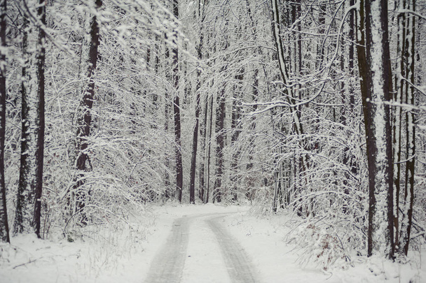 wunderschöner Winterwald. Europäischer Wald. - Foto, Bild