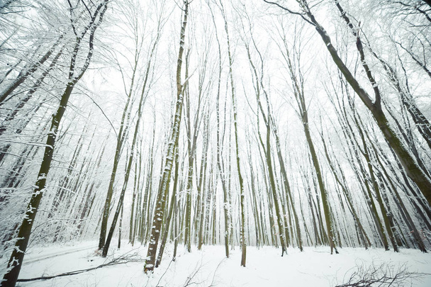 Gyönyörű téli erdő. Európai erdő. - Fotó, kép