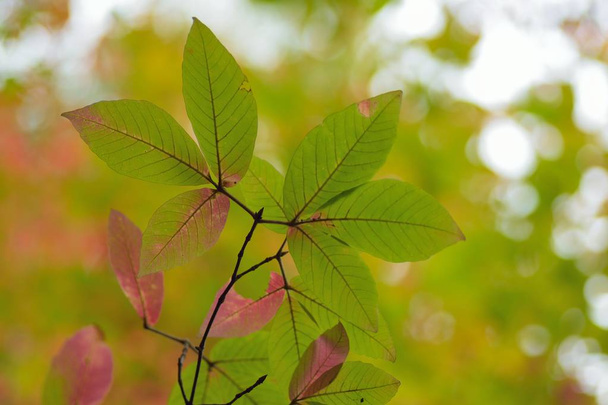 осенние листья, осенний сезон флоры - Фото, изображение